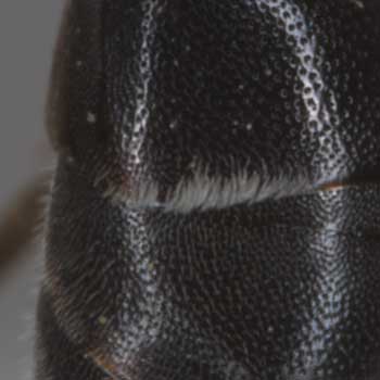 Hylaeus punctulatissimus