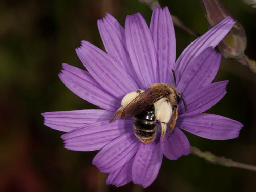 Andrena polita