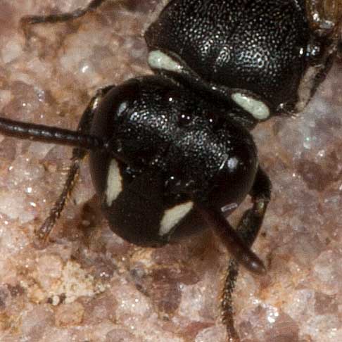 Hylaeus nigritus Weibchen frontal