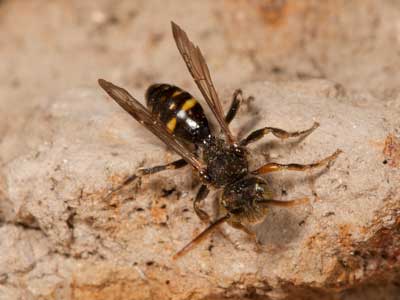 Nomada kohli