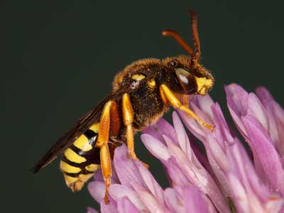 Nomada sexfasciata