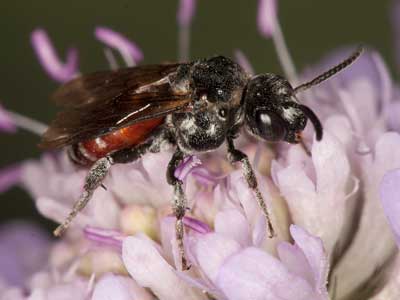 Ammobates punctatus