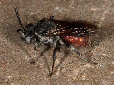 Ammobates vinctus