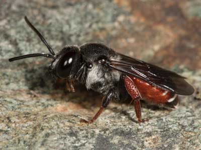 Ammobatoides abdominalis