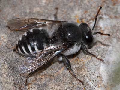 Ammobatoides scriptus