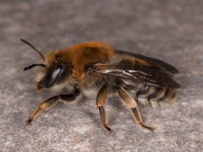 Anthidium byssinum