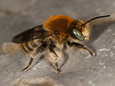Anthidium byssinum