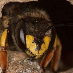 Anthidium manicatum