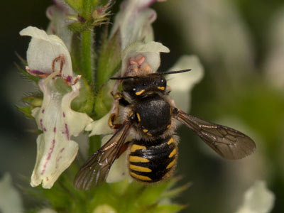 Anthidium manicatum