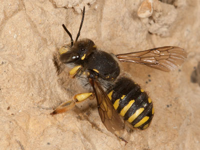 Anthidium manicatum