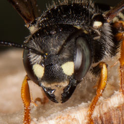 Anthidium nanum