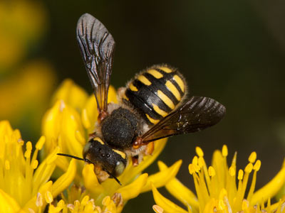 Anthidium oblongatum