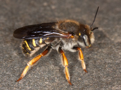 Anthidium oblongatum