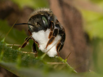 Anthidium punctatum