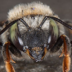Anthidium punctatum