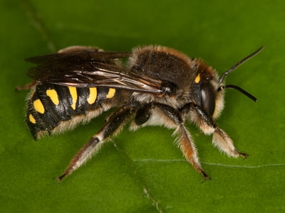 Anthidium septemspinosum