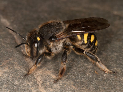 Anthidium septemspinosum