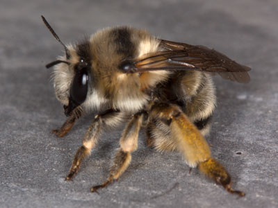 Anthophora aestivalis