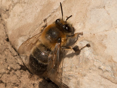 Anthophora aestivalis