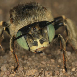 Anthophora bimaculata
