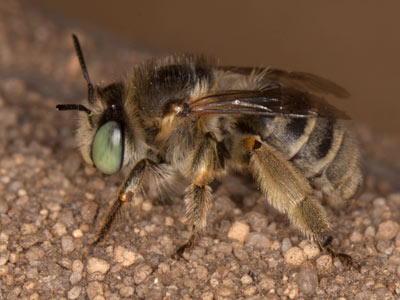 Anthophora bimaculata