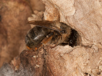 Anthidium byssinum