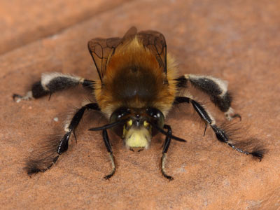 Anthophora plumipes