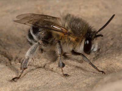 Anthophora pubescens