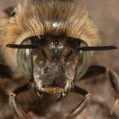 Anthophora quadrimaculata