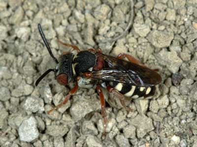 Epeolus cruciger