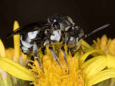 Epeolus