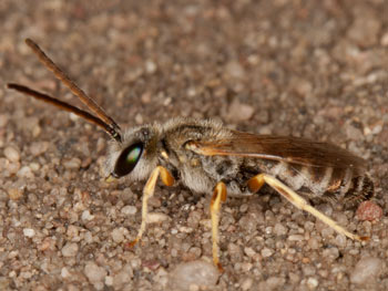 Halictus leucaheneus