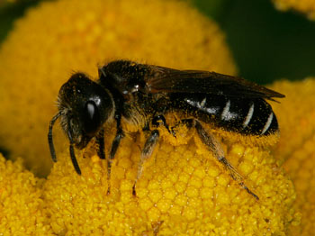 Halictus maculatus