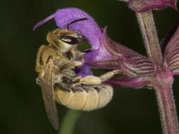 Halictus pollinosus