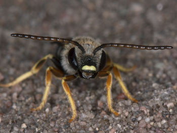 Halictus rubicundus