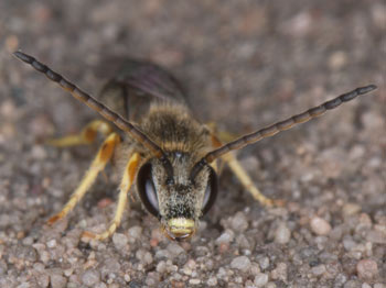 Colletes cunicularius