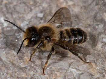 Megachile versicolor