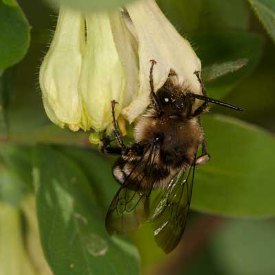 Melecta albifrons