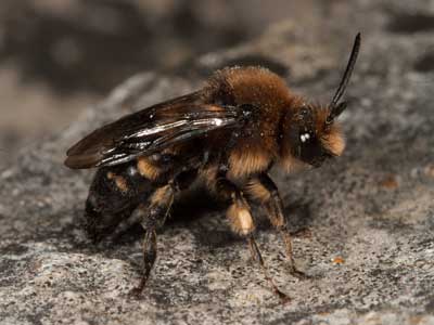 Melecta albifrons