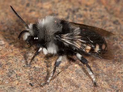Melecta luctuosa