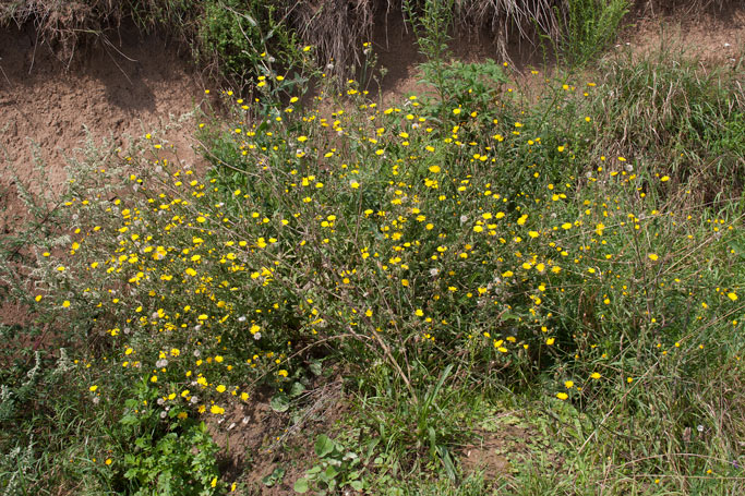 Picris hieracioides