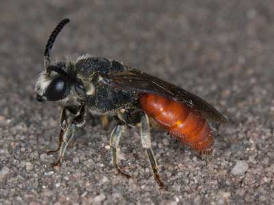 Sphecodes albilabris