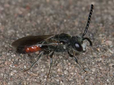 Sphecodes