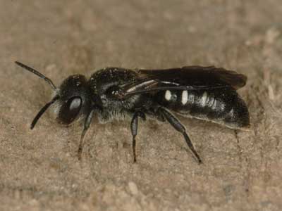 Stelis ornatula
