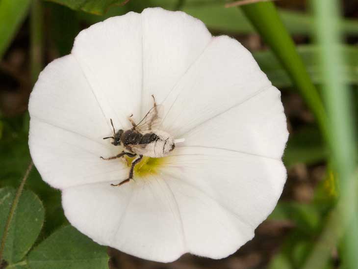 Systropha curvicornis