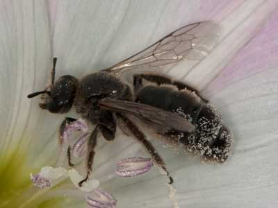 Systropha curvicornis