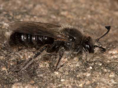 Systropha planidens