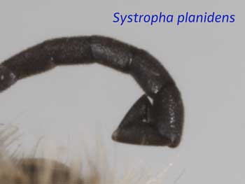 Systropha planidens