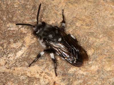 Thyreus orbatus