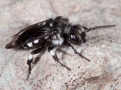 Thyreus orbatus